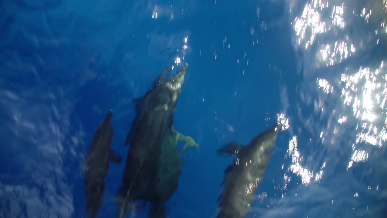 grupo de delfines con bebé nadando junto a la proa del barco