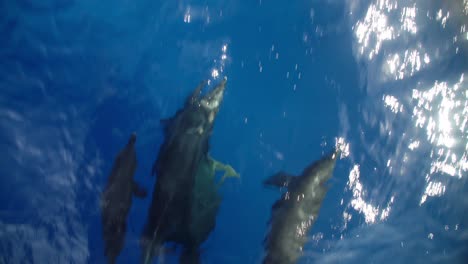 group of dolphins with baby swimming by the bow of the boat