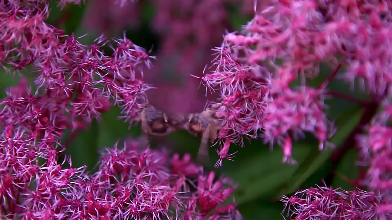 Close-up of a Moth on Pink Flowers
