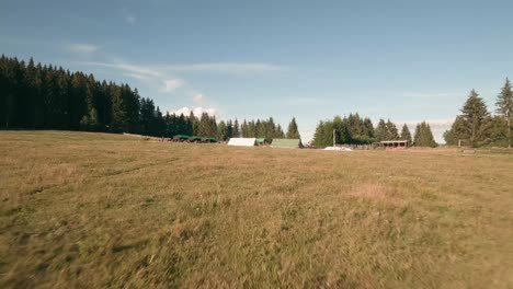 Flying-very-close-and-fast-above-the-ground-with-a-racing-drone-towards-a-herd-of-Hucul-horses-resting-in-an-enclosure-in-the-village-of-Sihla,-Central-Slovakia