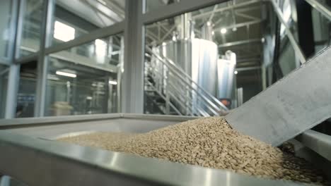 modern craft brewery. malt for beer production. craft beer brewing. modern equipment at the brewery.