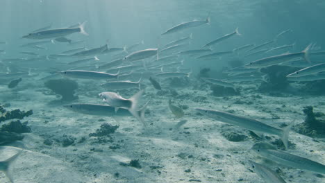 school of fish in a coral reef underwater