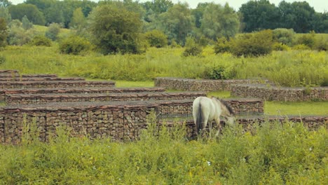 Ein-Pferd-Läuft-Und-Frisst-In-Der-Natur