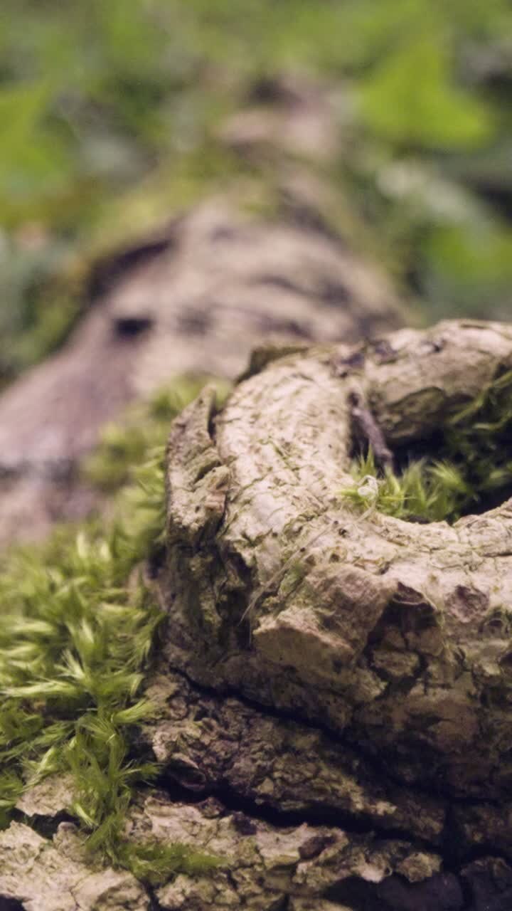 Vertical Video Close Up Moss Lichen Growing Bark Trunk Tree Woodland