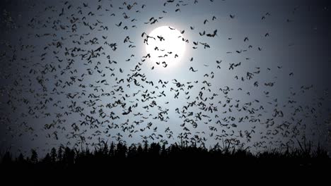 halloween background animation with the concept of blue sky moon fog flying bats scary night of