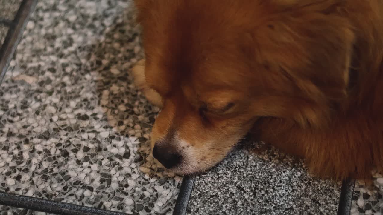 빨간 개가 새를 맡고 땅을 탐사하고 있습니다.