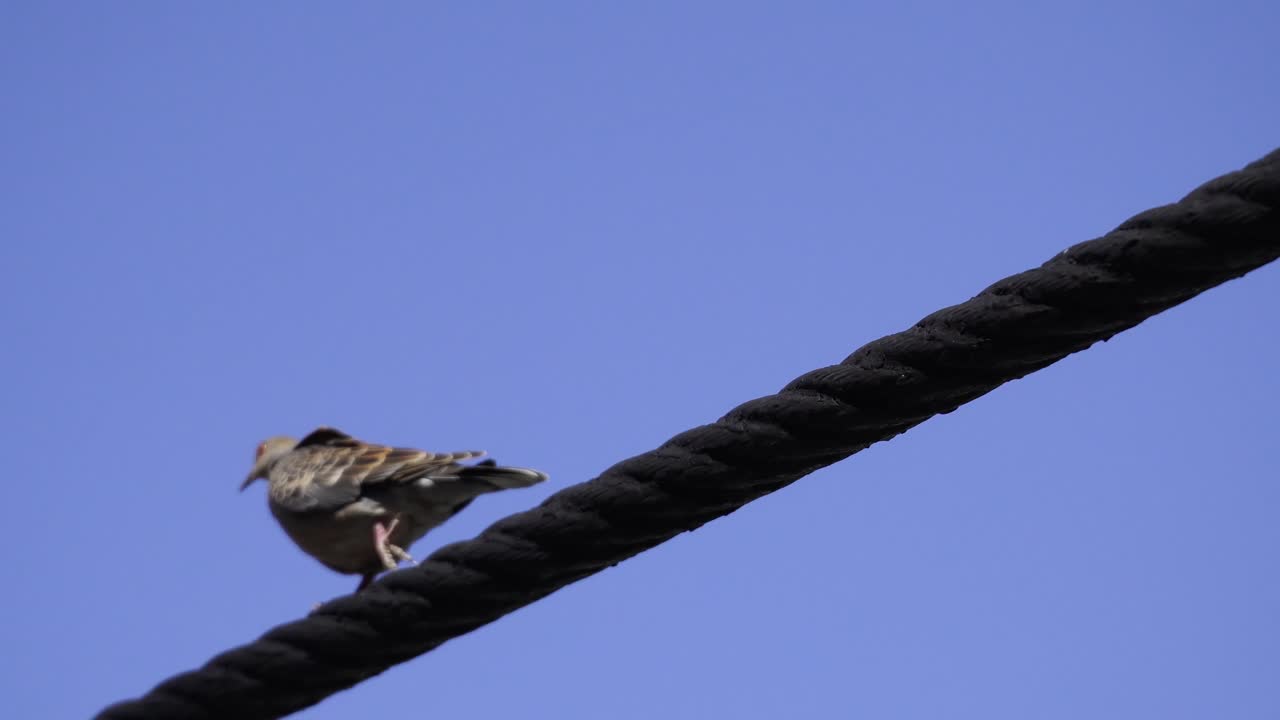 A Pigeon standing on a cable bridge