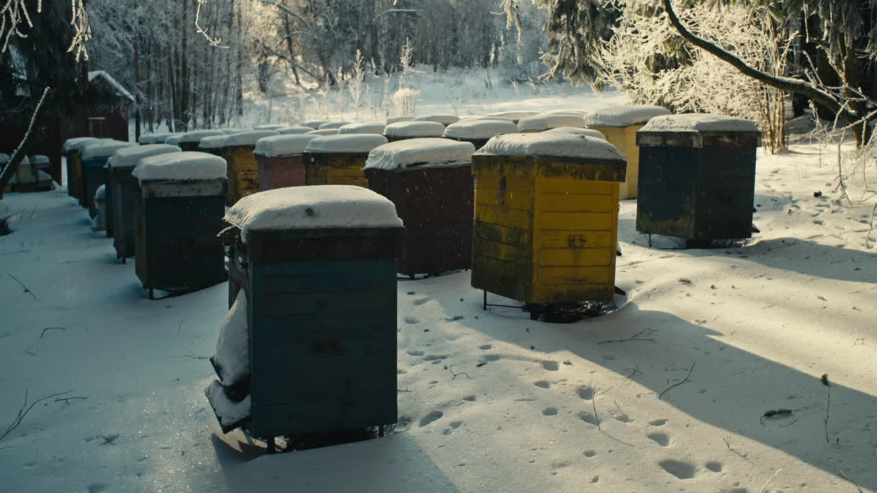 Arnie coperte di neve in un tranquillo apiario nel bosco, mentre una leggera nevicata cade in Lituania. Concetto di apicoltura invernale, clima freddo, natura e atmosfera agricola rurale
