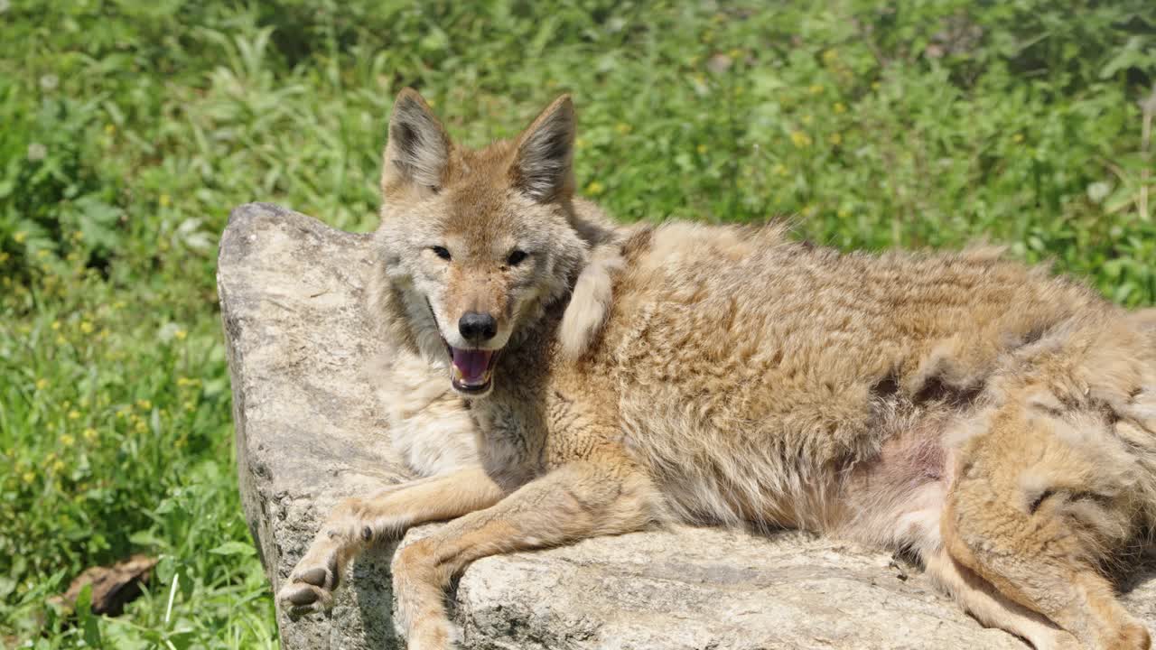 A panting coyote (Canis latrans) rests on a large, sun-warmed rock on a hot summer day, its mouth open to cool down in a lush, green grassy environment.