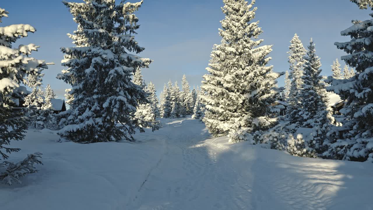 Fredfyldt vinterlandskab med skov i Sjusjøen, Norge, med høje alpine nordiske træer og en snoet vandresti dækket af nysne i gyldent lys.