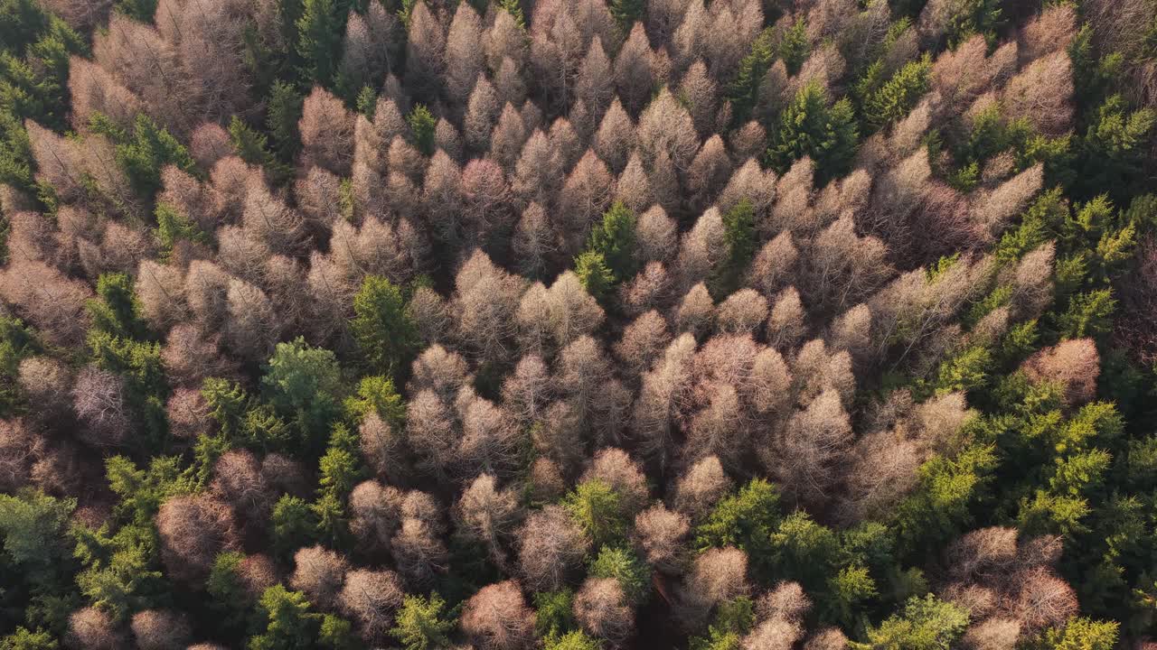Aerial view of forest after winter with dry rusty conifer trees. Sunny spring landscape showing seasonal change and nature