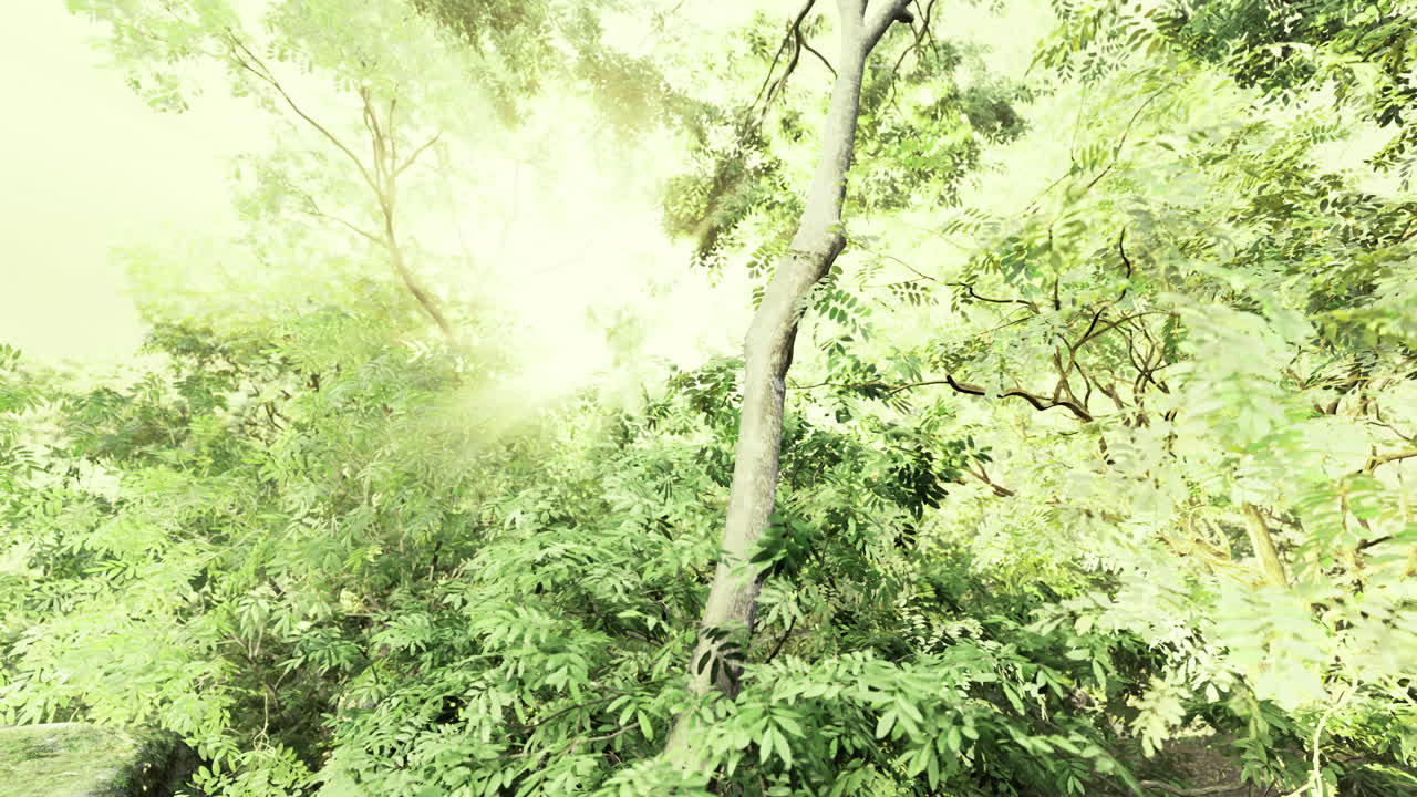 Light filters through lush greenery in a vibrant forest scene