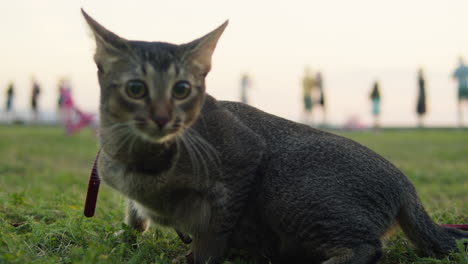 small pretty cat walking in the park with young woman owner. close-up of kitty on green grass. nature