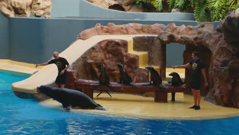 sea lion plays dead during sea lion show in loro parque, tenerife.