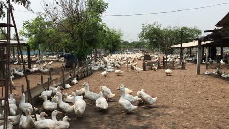 patos de cría, patos de carne comerciales criados en sistemas al aire libre.