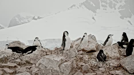 chinstrap penguin colony with beautiful antarctic background