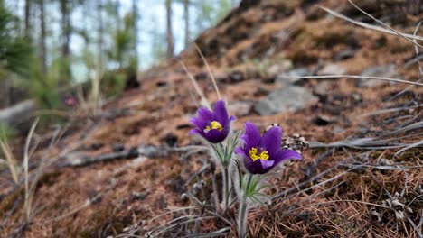 Two-purple-flowers-protruding-from-a-rocky-hillside,-showcasing-the-rugged-terrain-and-vibrant-flora-in-the-natural-landscape