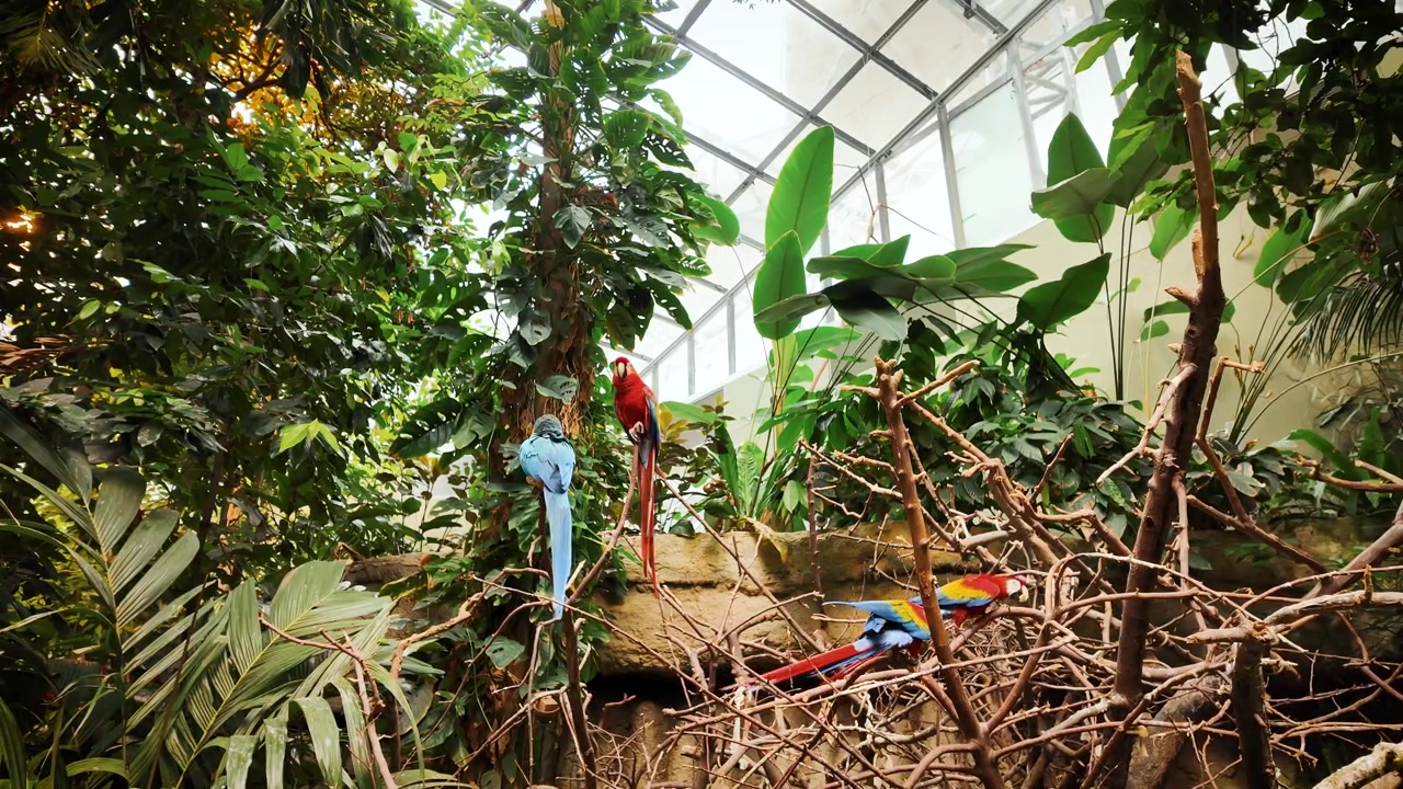 Vackra aror som sitter bland tropiska växter och grenar inne i Montreal Biodome, som visar upp livfullt regnskogsdjurliv i Quebec, Kanada