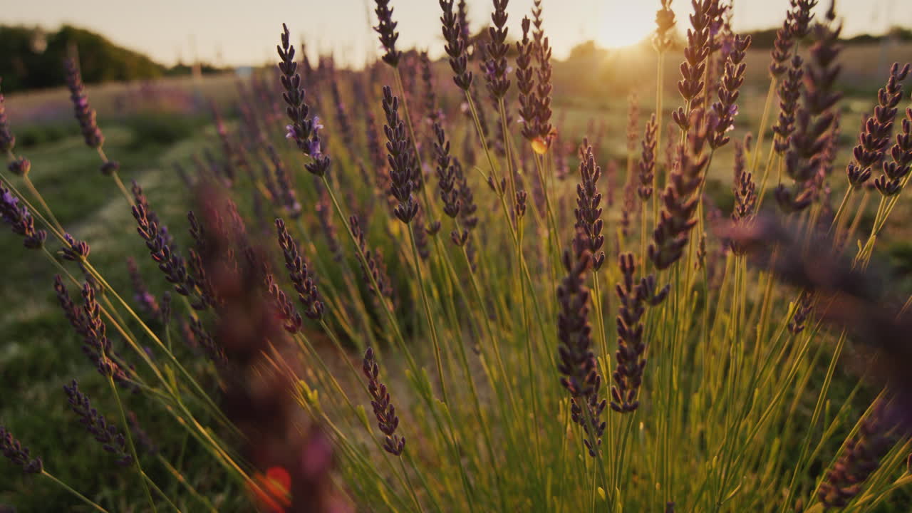 Una fila di cespugli di lavanda al tramonto