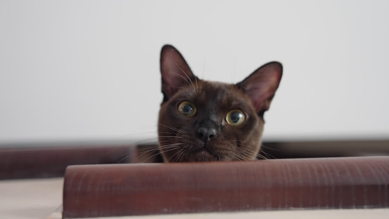 Gatto divertente sulle scale. Gatto seduto sui gradini delle scale di casa.