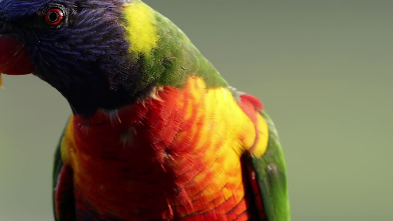 A close-up view of a parrot showcasing its vivid red, yellow, and green feathers and attentive gaze.