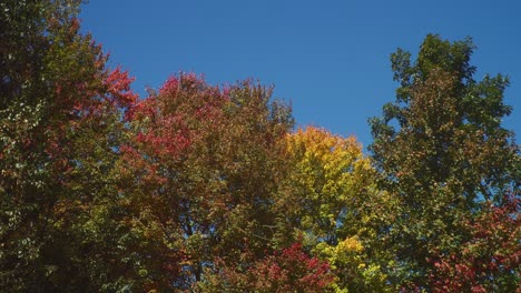 a panning shot from a low angle of treetops in the early autumn of new england revealing colorful leaves under a blue sky