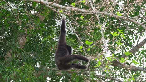 Mit-Seiner-Rechten-Hand-Hängend,-Während-Er-Nach-Früchten-Zum-Essen-Greift,-Weißhandgibbon-Oder-Lar-Gibbon-Hylobates-Lar,-Thailand