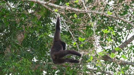 colgando con su mano derecha mientras extiende la mano para comer frutas, gibón de manos blancas o lar gibón hylobates lar, tailandia