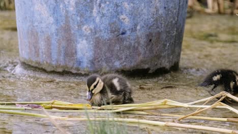 Junge-Kleine-Enten-Sind-Auf-Der-Suche-Nach-Futter-Und-Eine-Ente-Putzt-Sich-Am-Ufer-Des-Fährhafens-Von-Zamardi