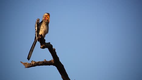 Pájaro-De-Cálao-De-Pico-Amarillo-Posado-En-La-Rama-De-La-Tarde-Voltea-Sus-Alas