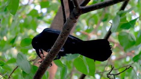 Cuervo-De-La-Selva-De-Tailandia-Comiendo-Mientras-Está-Posado-En-Una-Rama