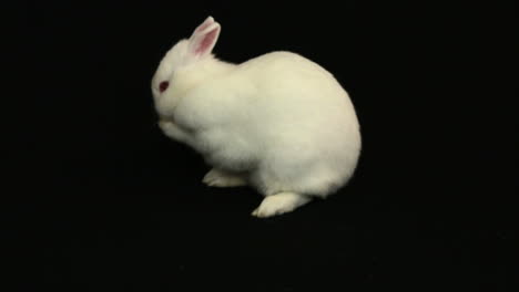 un conejo rascándose la nariz.