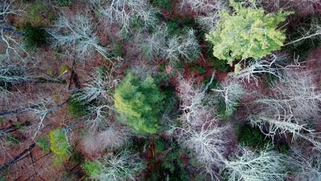 Aerial-Tiltup-lost-in-the-woods-and-forest,-aerial-search,-scanning-for-a-lost-person