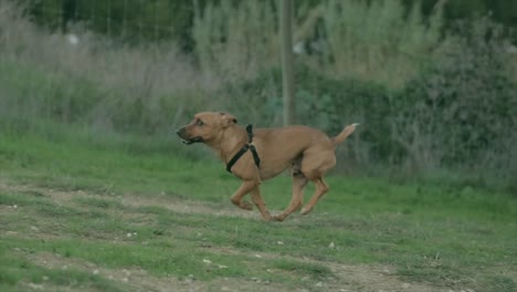 handheld shot of small dog running in the grass on dogs park, almada