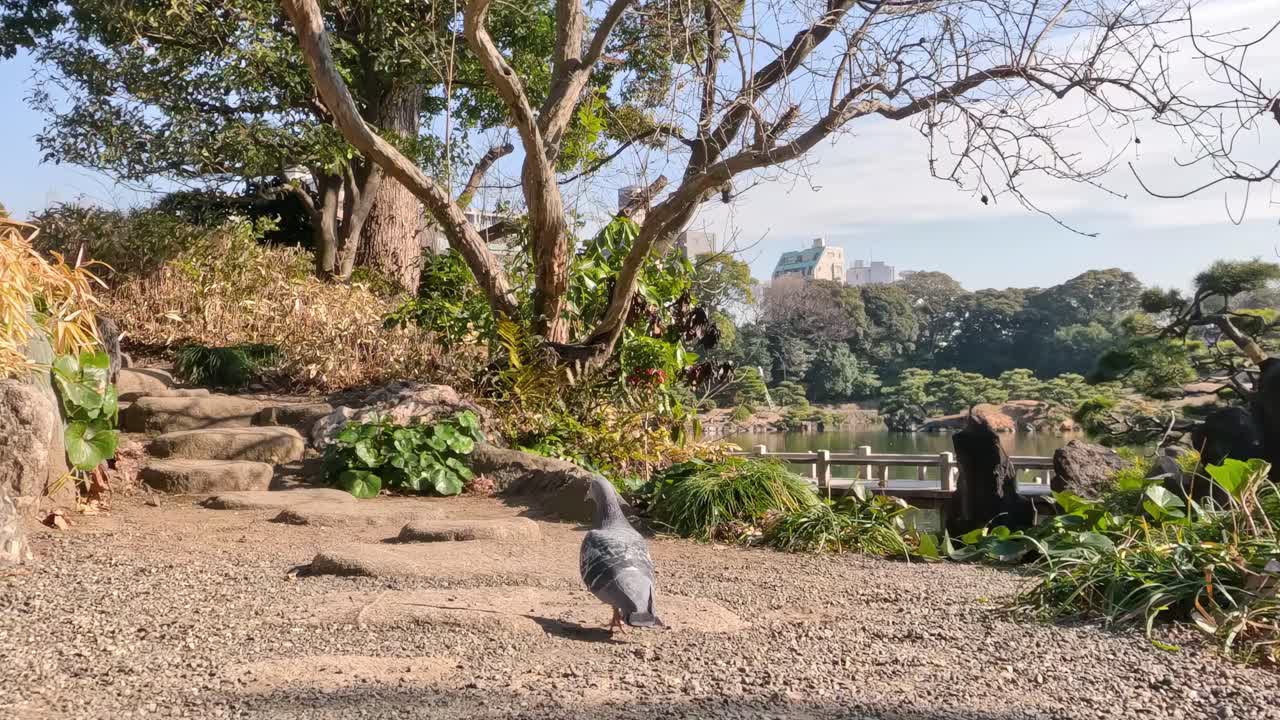 A pigeon navigates stone steps surrounded by vibrant greenery and trees under a clear sky.