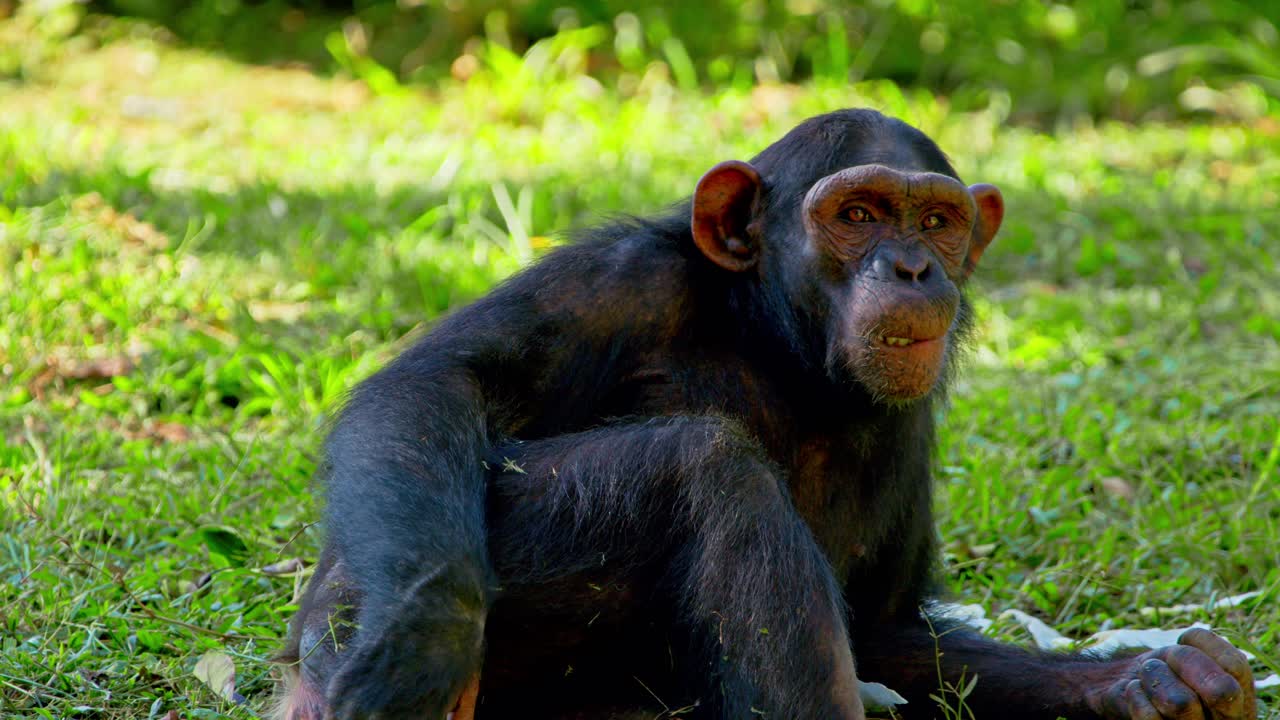 un joven chimpancé acostado sobre la hierba en áfrica.