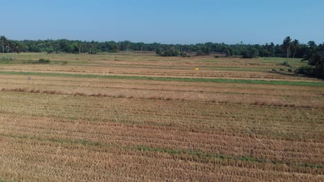 a cinematic drone flying pan shot of a grass of field with a tropical forest around and a blue sky, view from above, goa resort, india