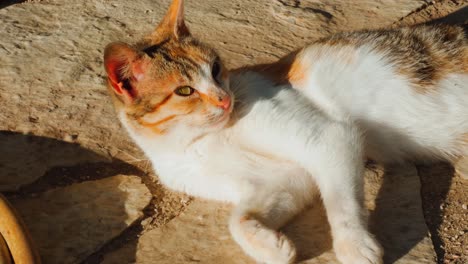 Orange-tabby-feline---cat-laying-down-on-rocky-pavement-to-sun-bath-and-sleep-on-a-warm-summer-day-in-the-backyard