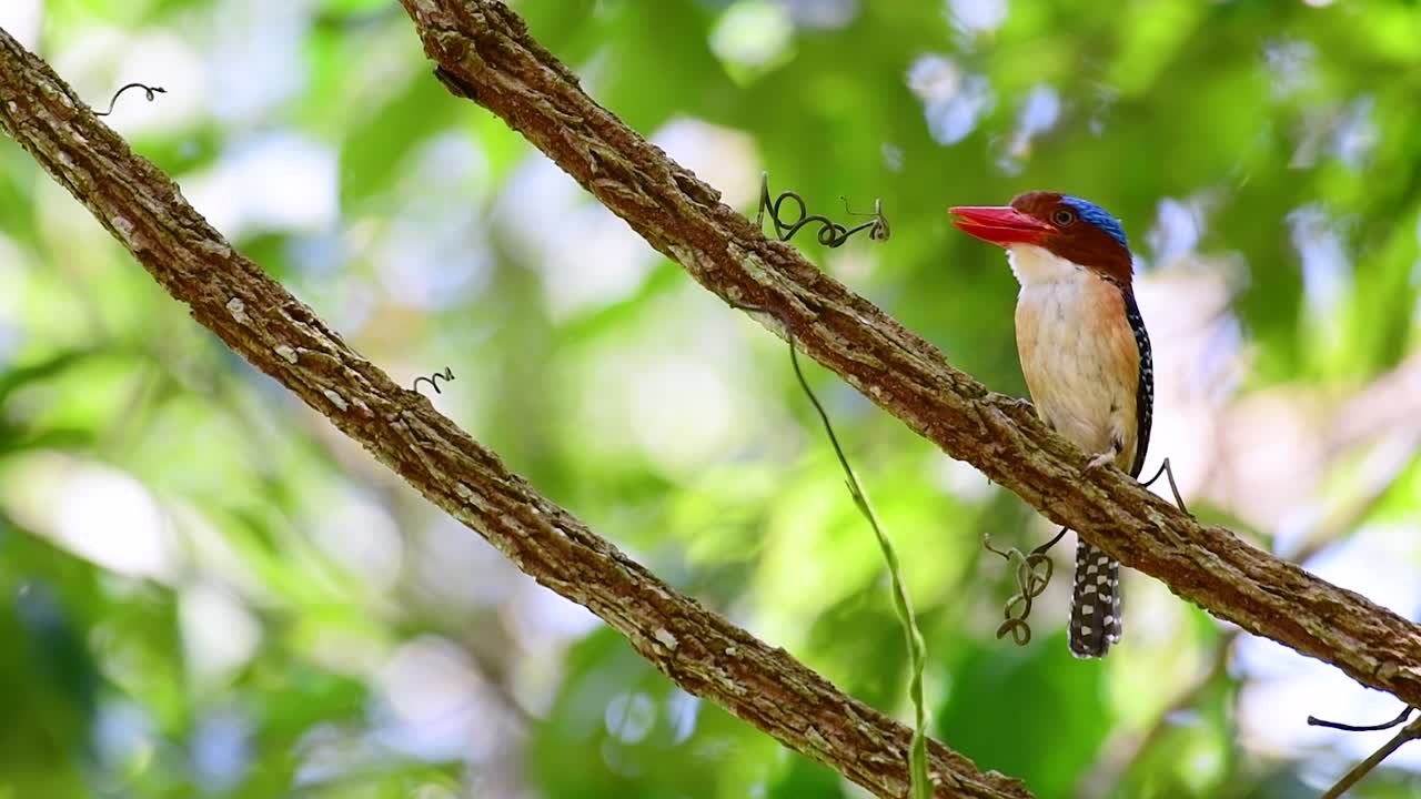 un martín pescador de árboles y una de las aves más hermosas que se encuentran en tailandia dentro de las selvas tropicales