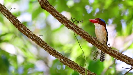 Ein-Baum-Eisvogel-Und-Einer-Der-Schönsten-Vögel-Thailands-In-Den-Tropischen-Regenwäldern