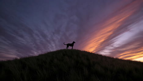 dog silhouette on hill at sunset