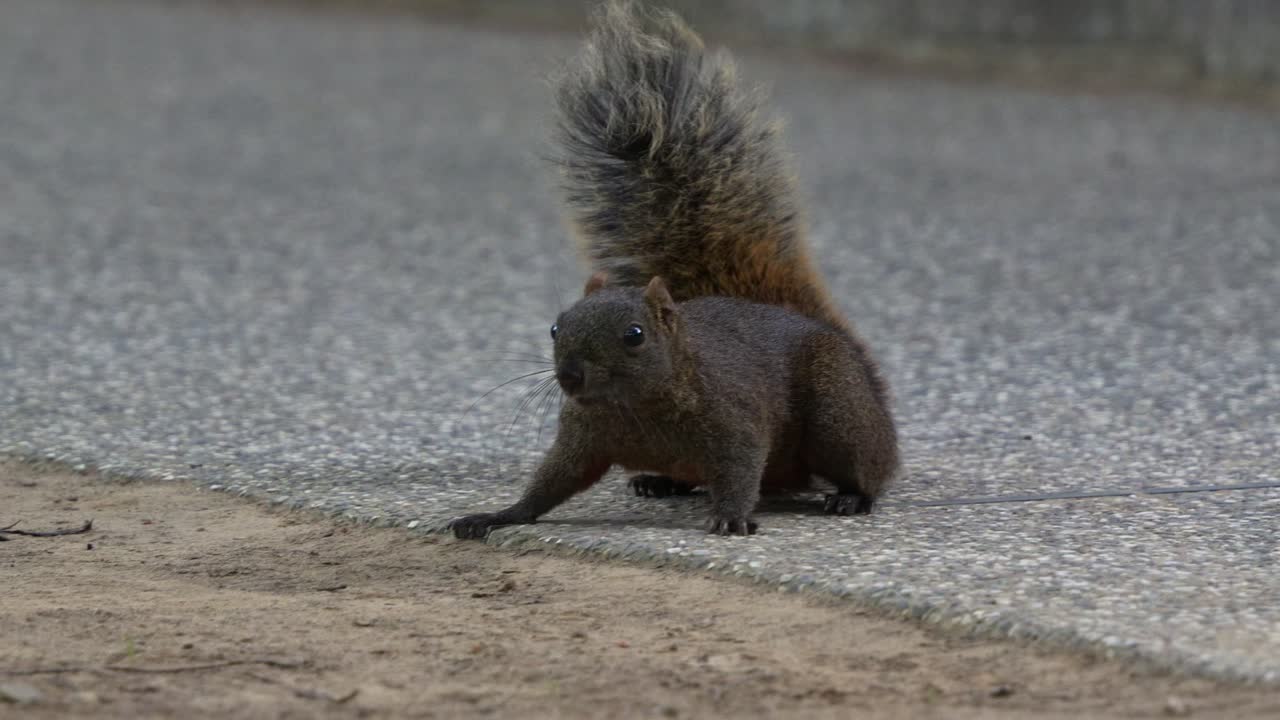fotografía de cerca de una linda ardilla de pallas vista en el suelo en el área urbana, saltando lentamente cuando es alertada por sus alrededores en el parque forestal daan en taipei, taiwán