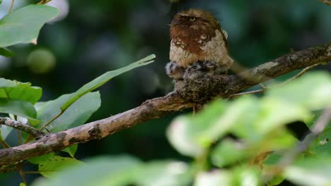 The-Javan-Frogmouth-or-Horsfield's-Frogmouth-is-found-in-Thailand-and-other-Asian-countries