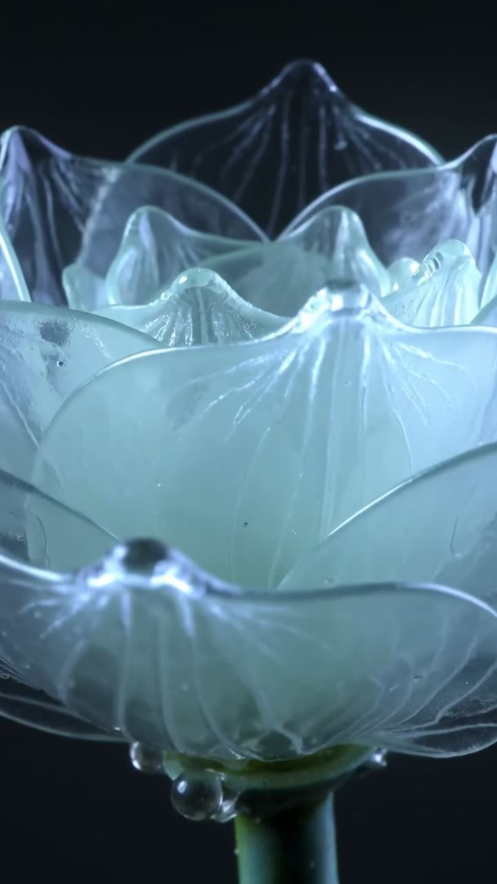 Vertical video: Moving camera revealing translucent layered bloom under cool light with droplets