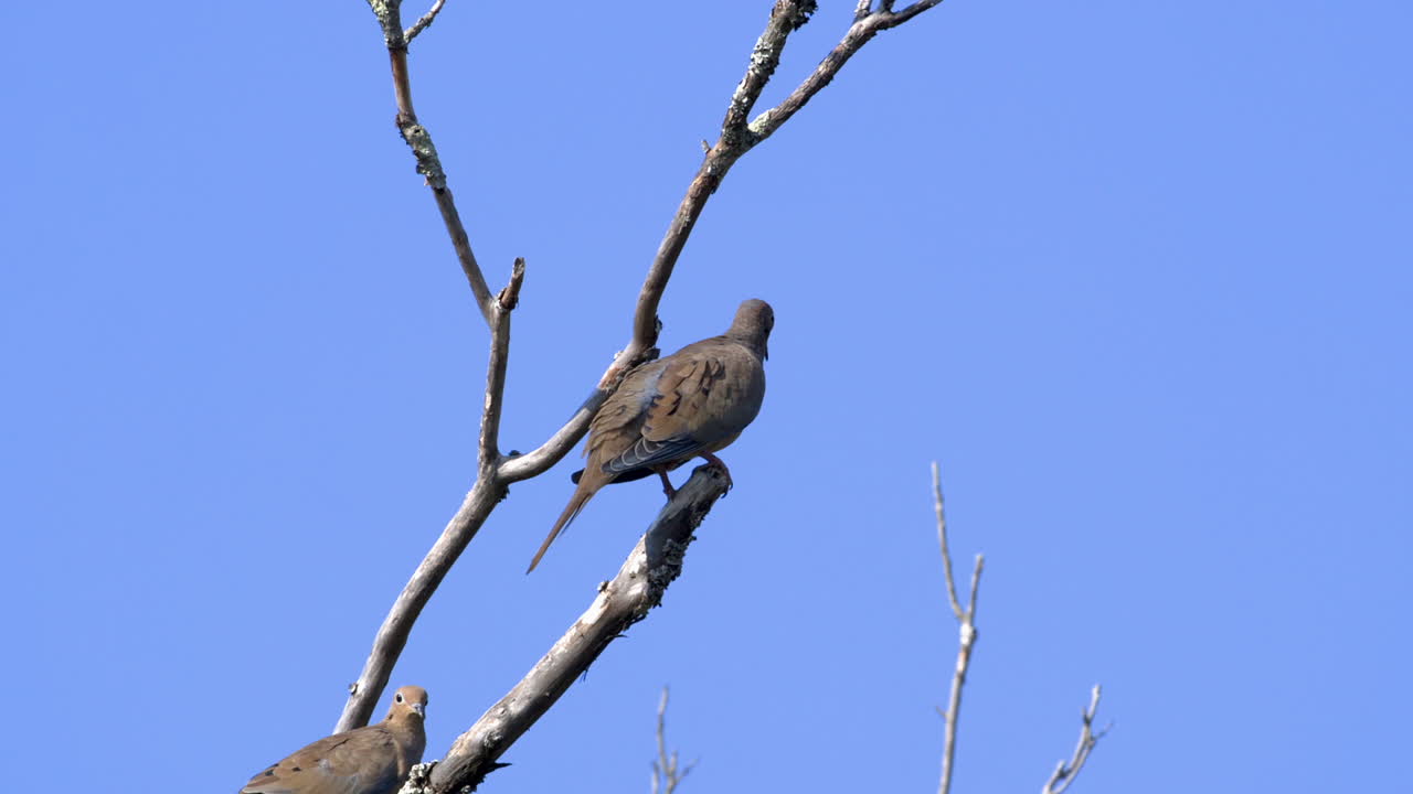잎이 없는 가지에 애도하는 비둘기의 뒷면 보기