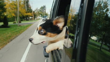 Glücklicher-Hund-Im-Autofenster