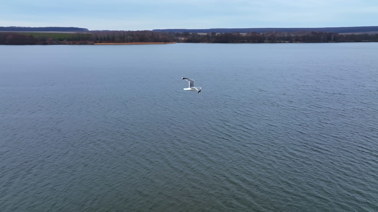 White and grey seagull flying over the surface of water searching for food. Circle movement footage. Trees and houses on the bank at the backdrop.