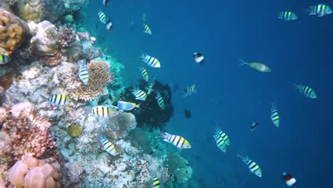 Reef-with-a-variety-of-hard-and-soft-corals-and-tropical-fish.-Maldives-Indian-Ocean.