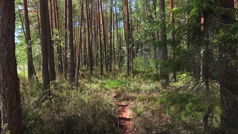 camino forestal en un parque nacional en finlandia durante el día