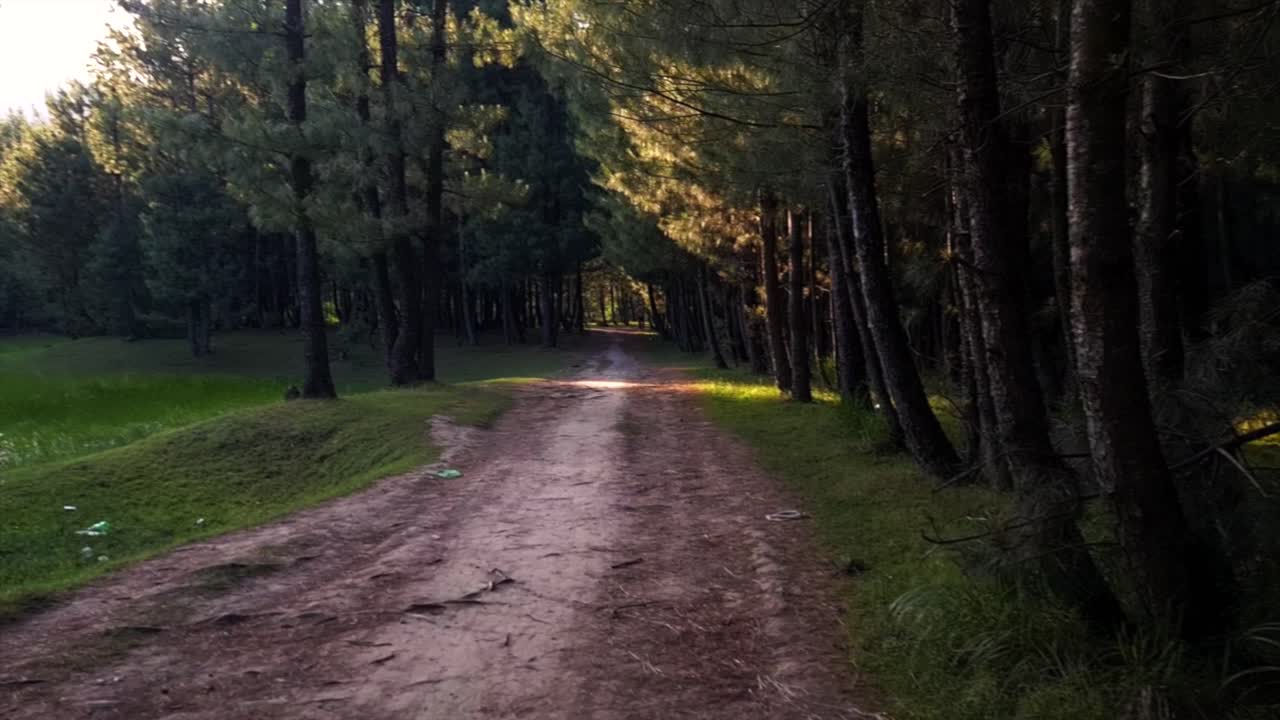 caminar a través de los árboles del bosque en el bosque en las colinas tomas de películas de viajes por colinas altas